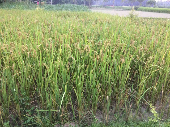 #paddy