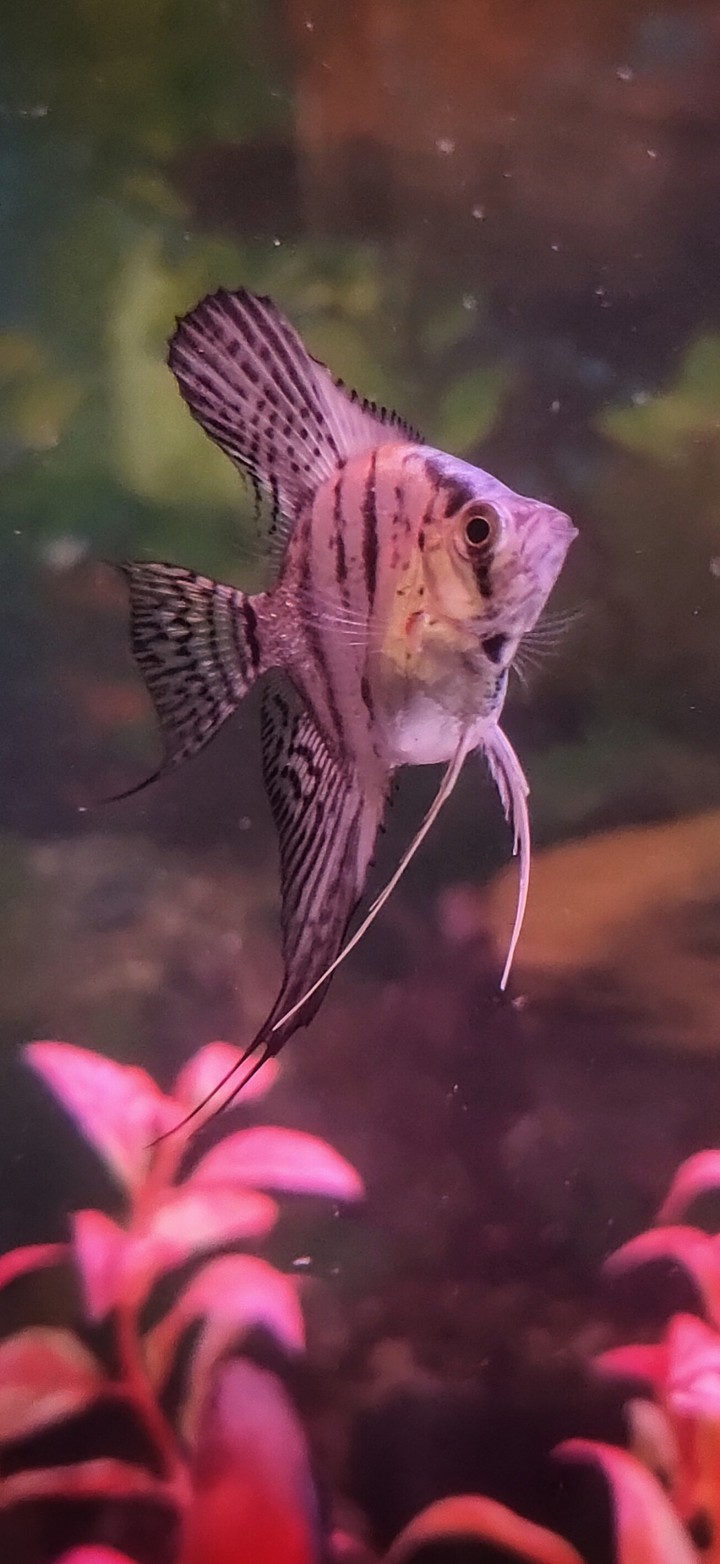 Angelfish
