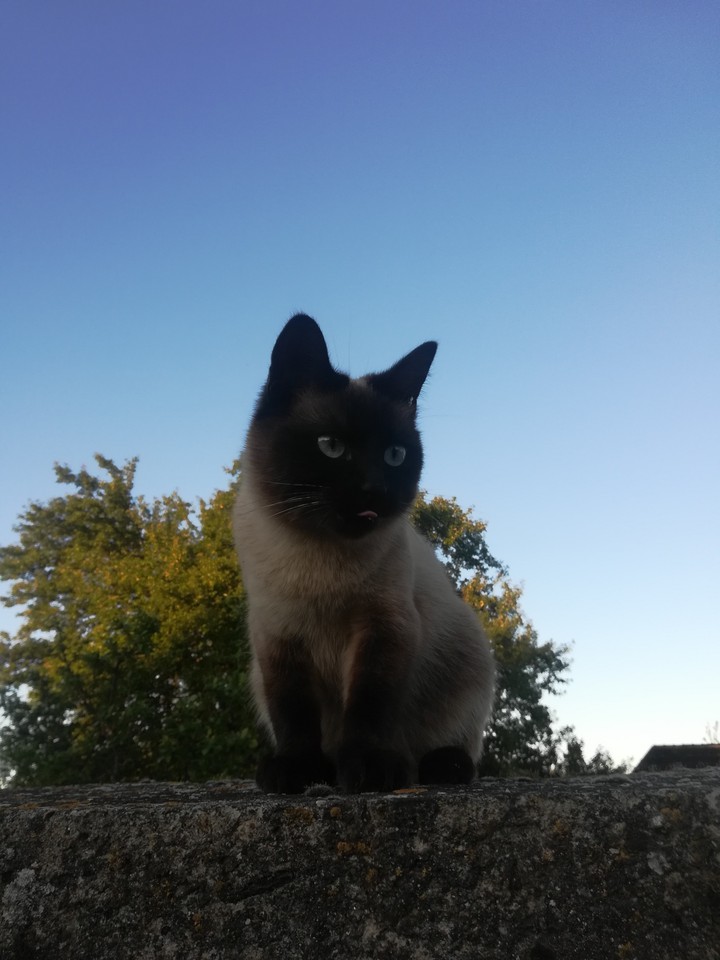 cat