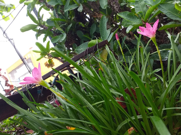 My flowers