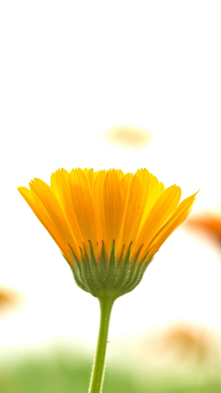 Yellow Flower
