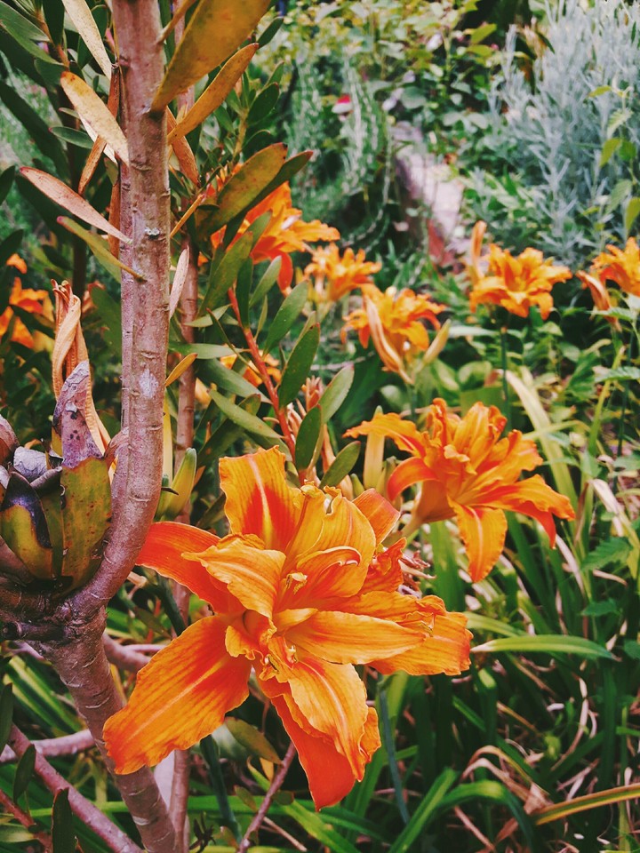 Flowers