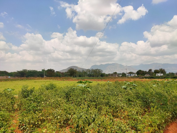 agriculture