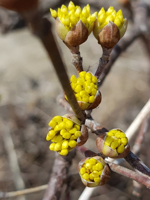 hình nền flora, Bud