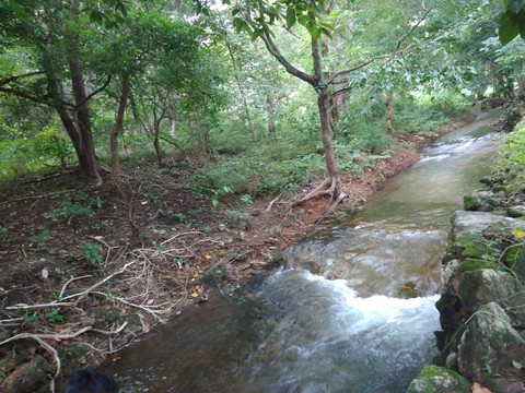 river in the forest
