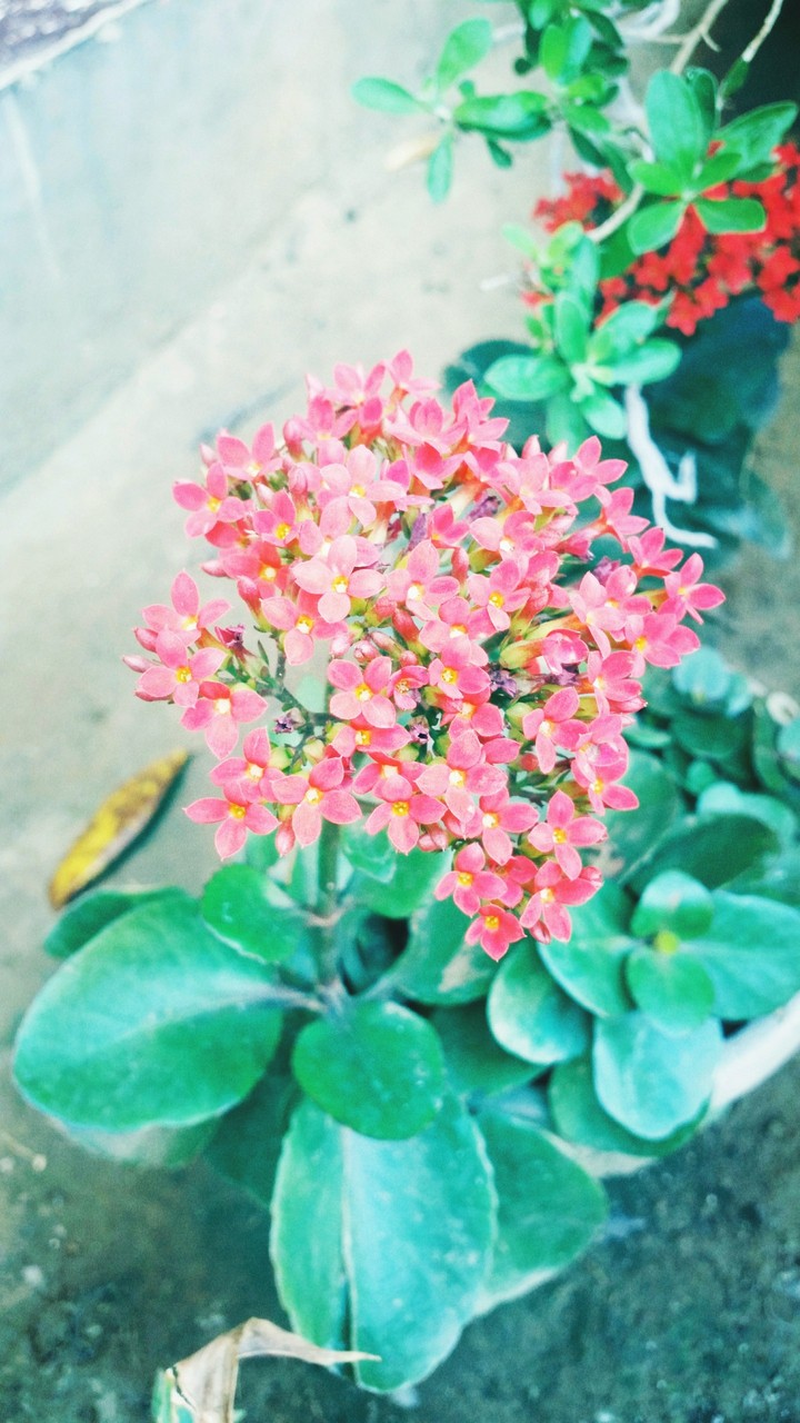 Flower