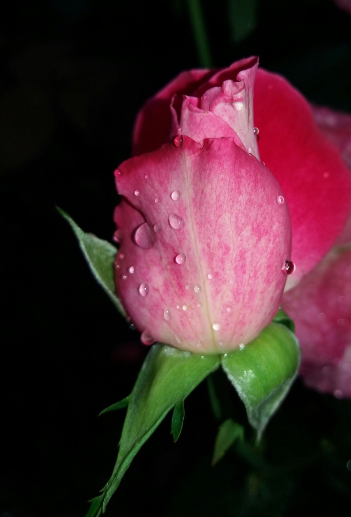 rose