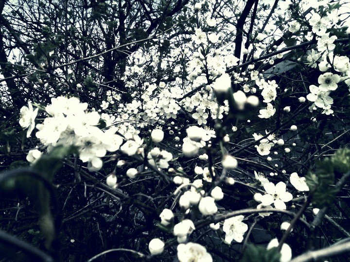 Spring
