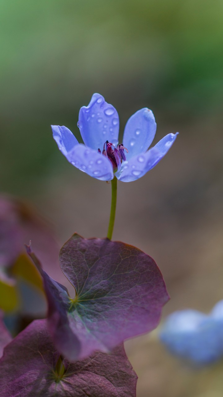 Tiny Flower