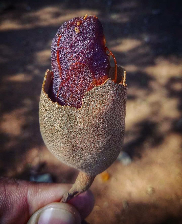 Tamarind