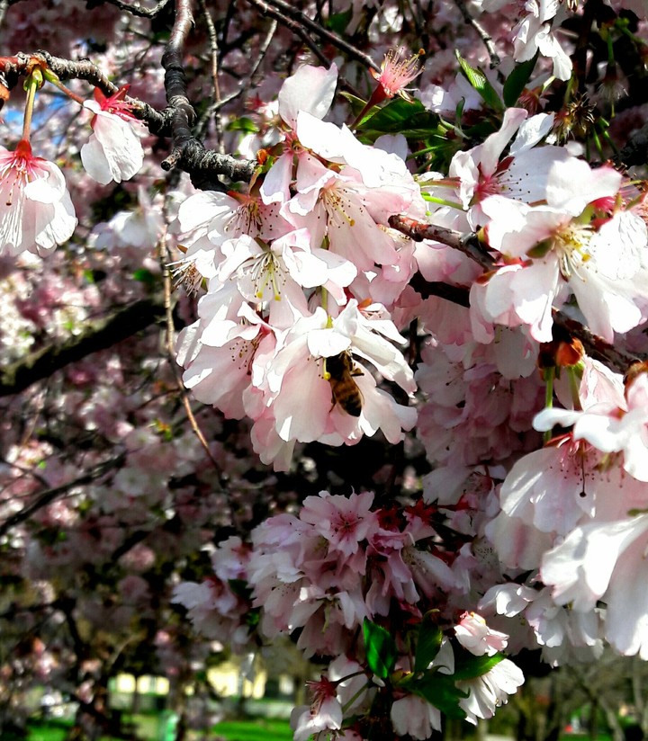 flower bee