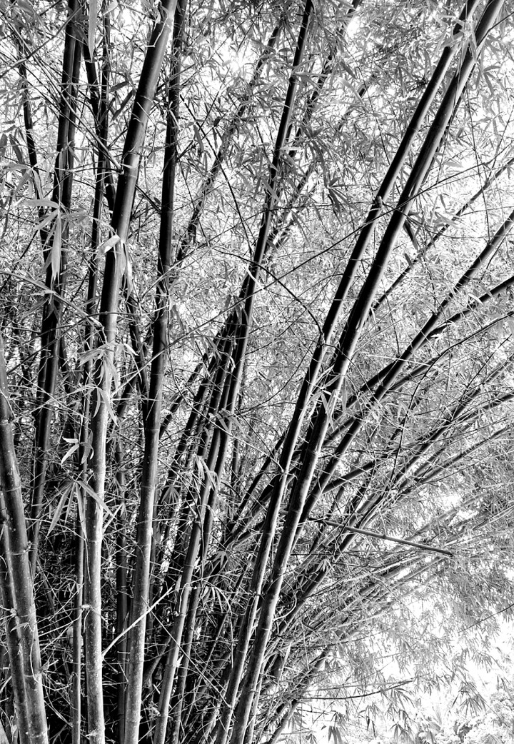 grey bamboo