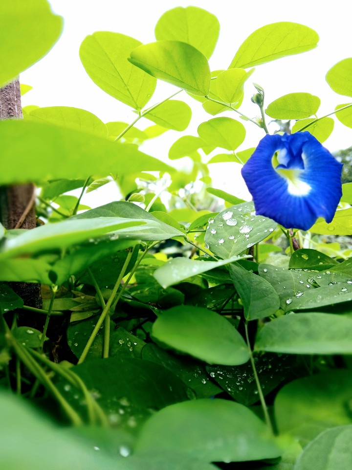 nature