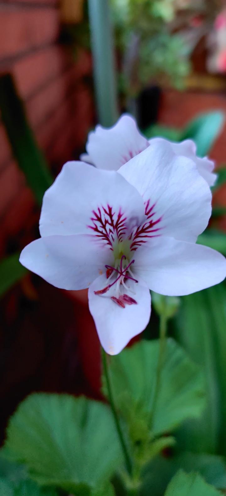 White flower