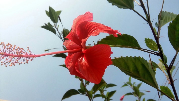 Red follower