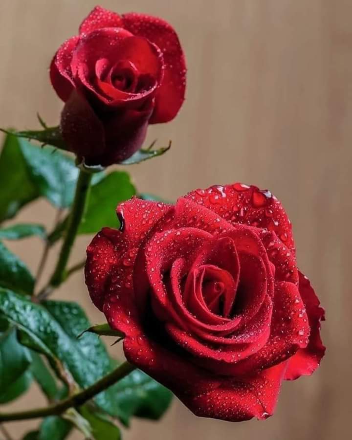 Roses