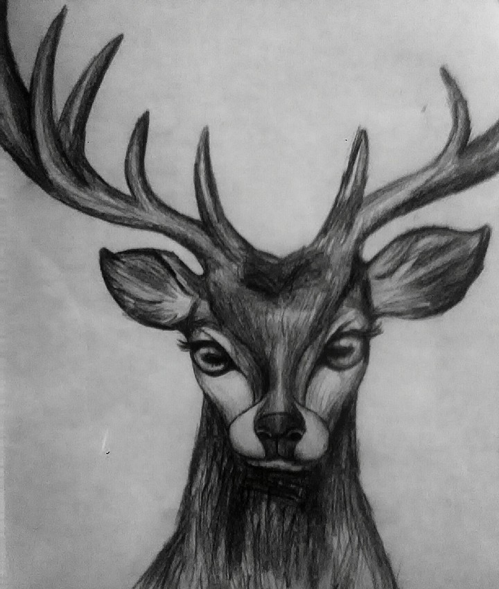animal love