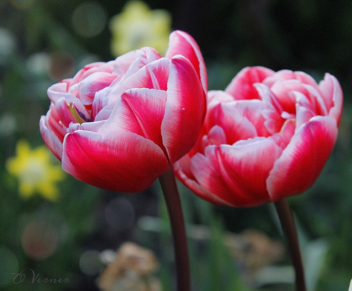 O.V. ❤️ from my garden