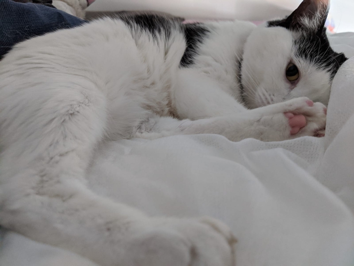 is me pink paw