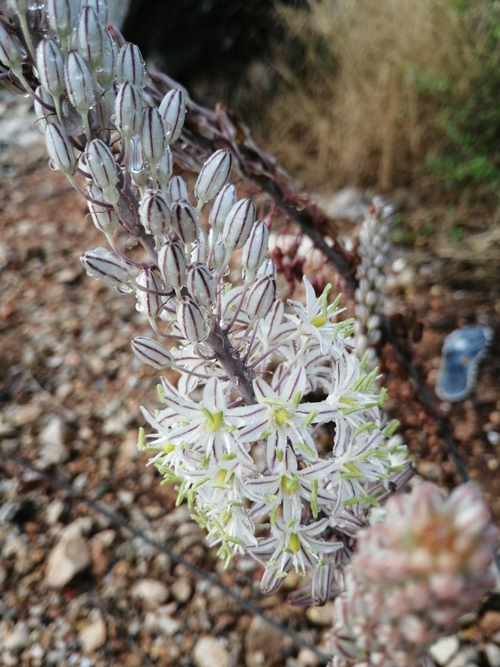 Flores de montaña