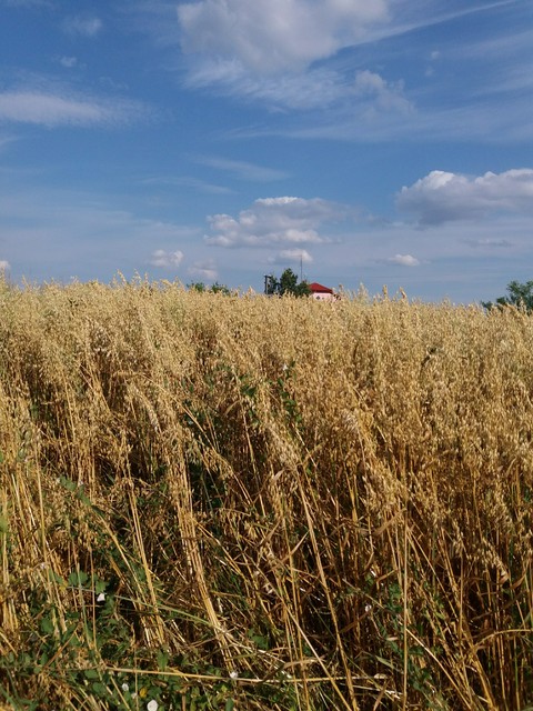 літо