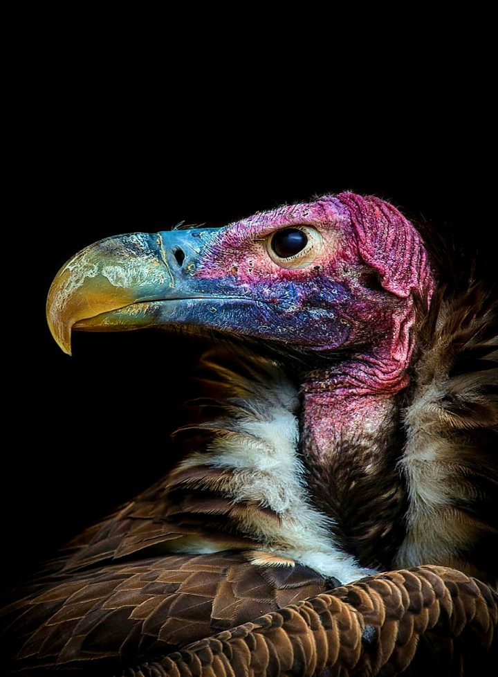 Colorful Vulture