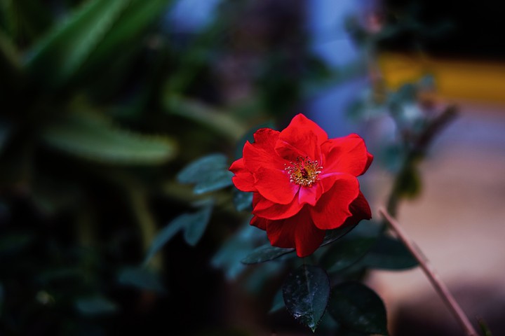 Red Rose