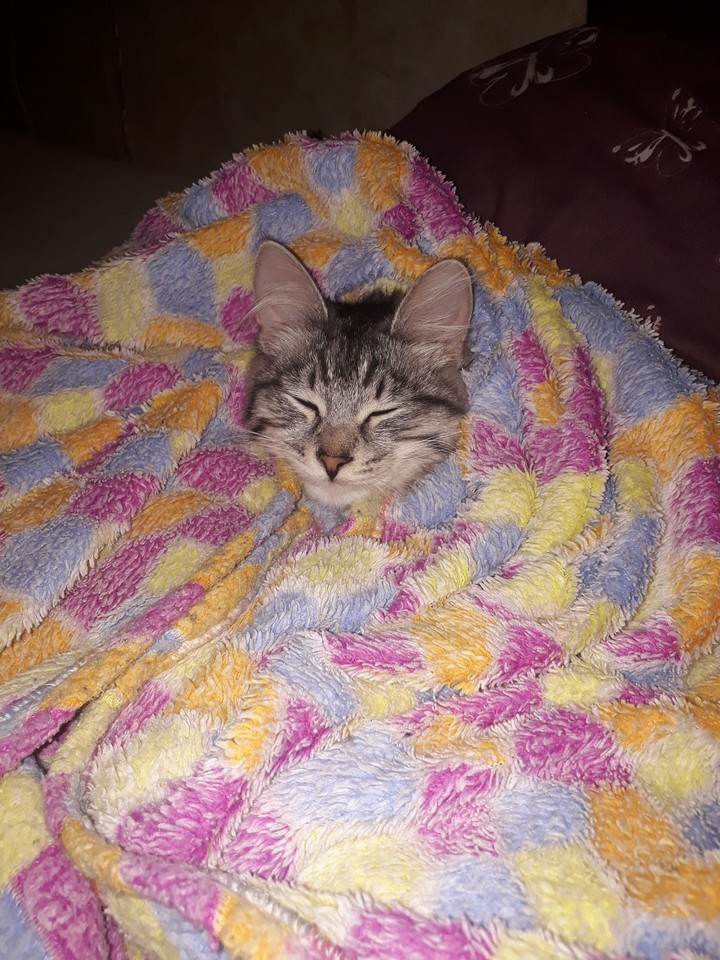 кошка