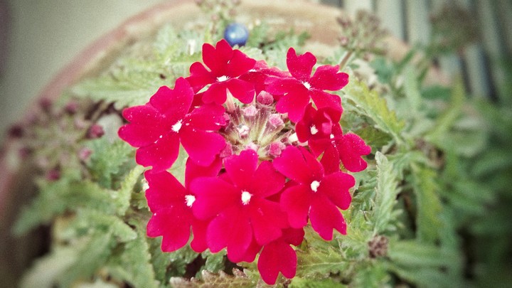 flowerssss