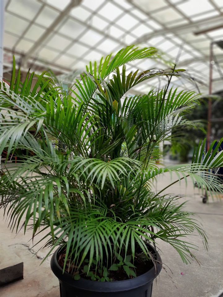palm
