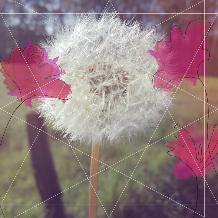 geometric dandelion