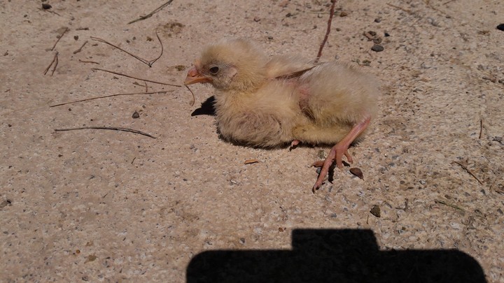 chiken