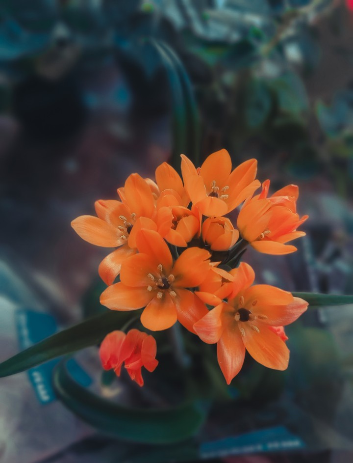 Ornithogalum