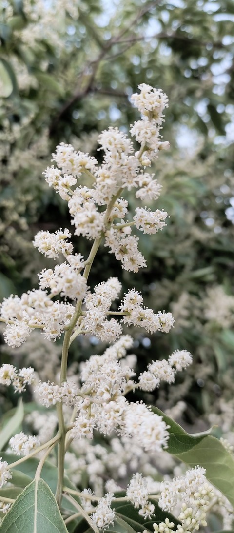 רקעים twig, plant