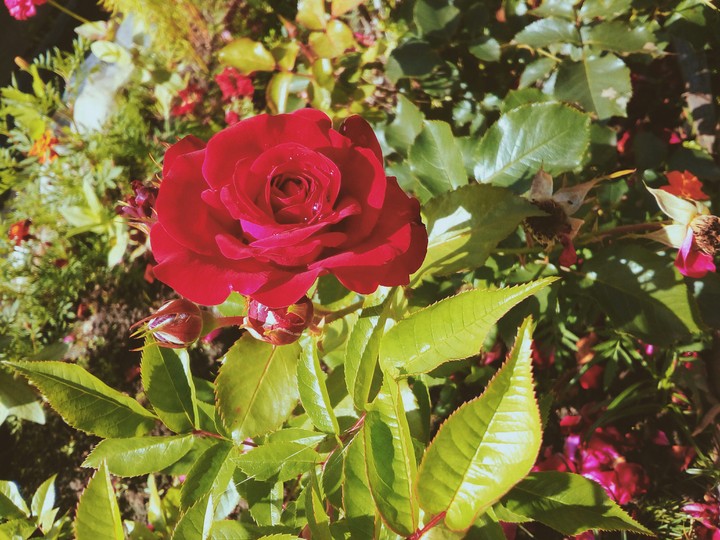 Rose