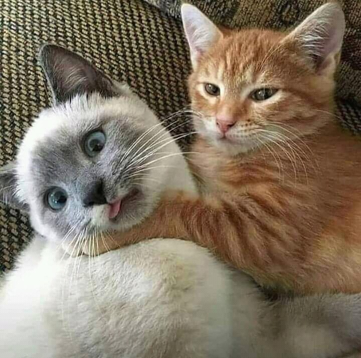 Good friends