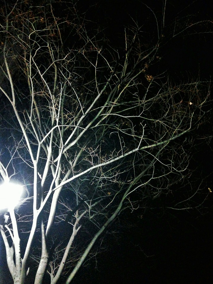 tree