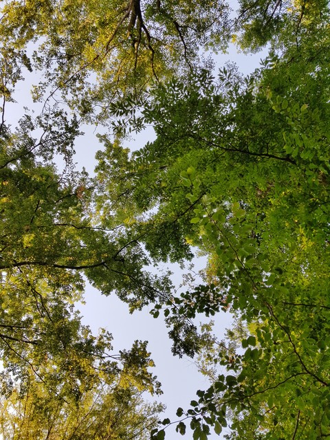 galaxy s8