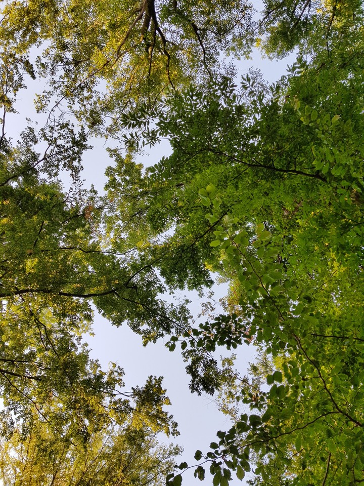 galaxy s8