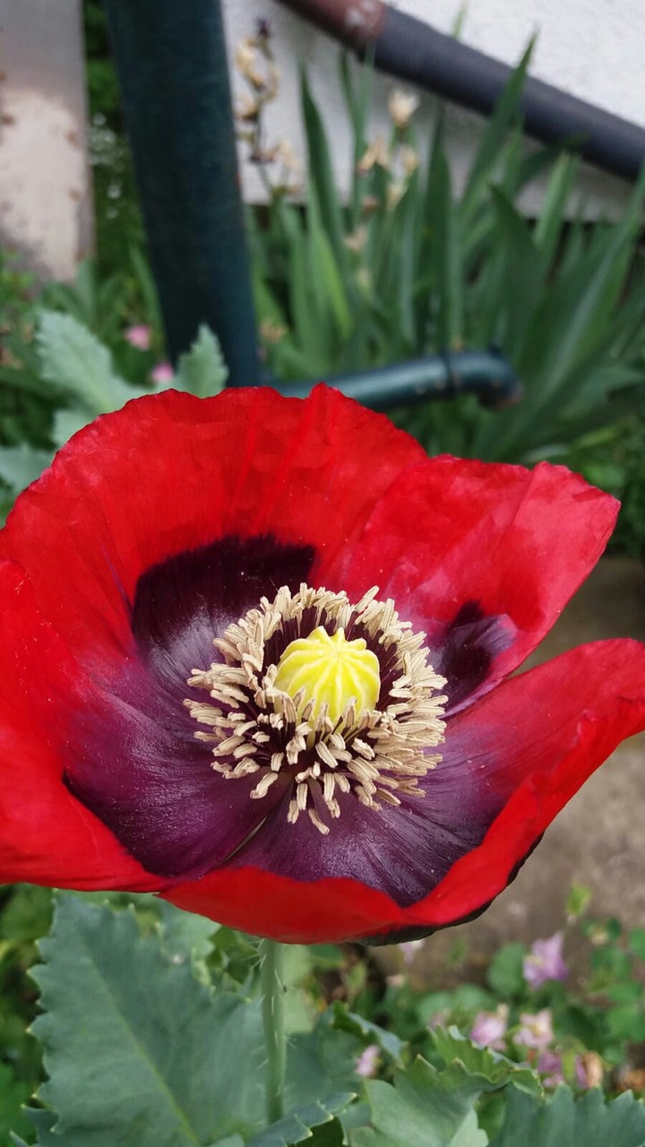 Mohnblume
