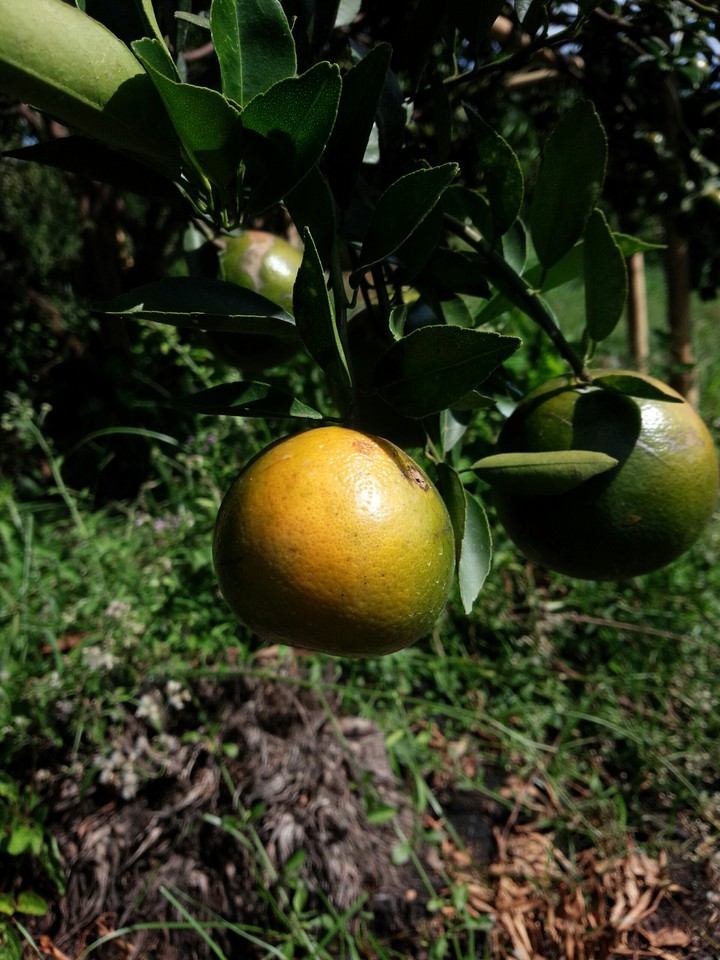 Fruit