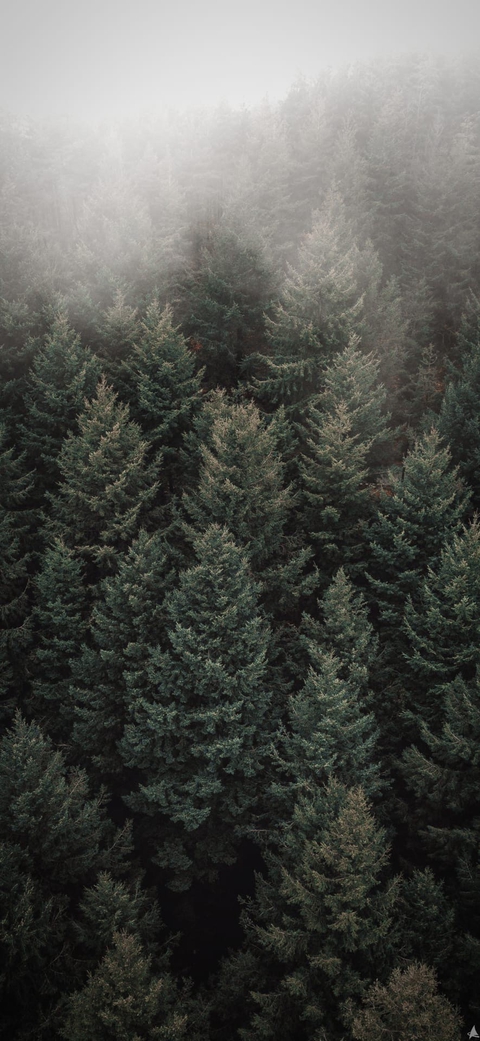 trees