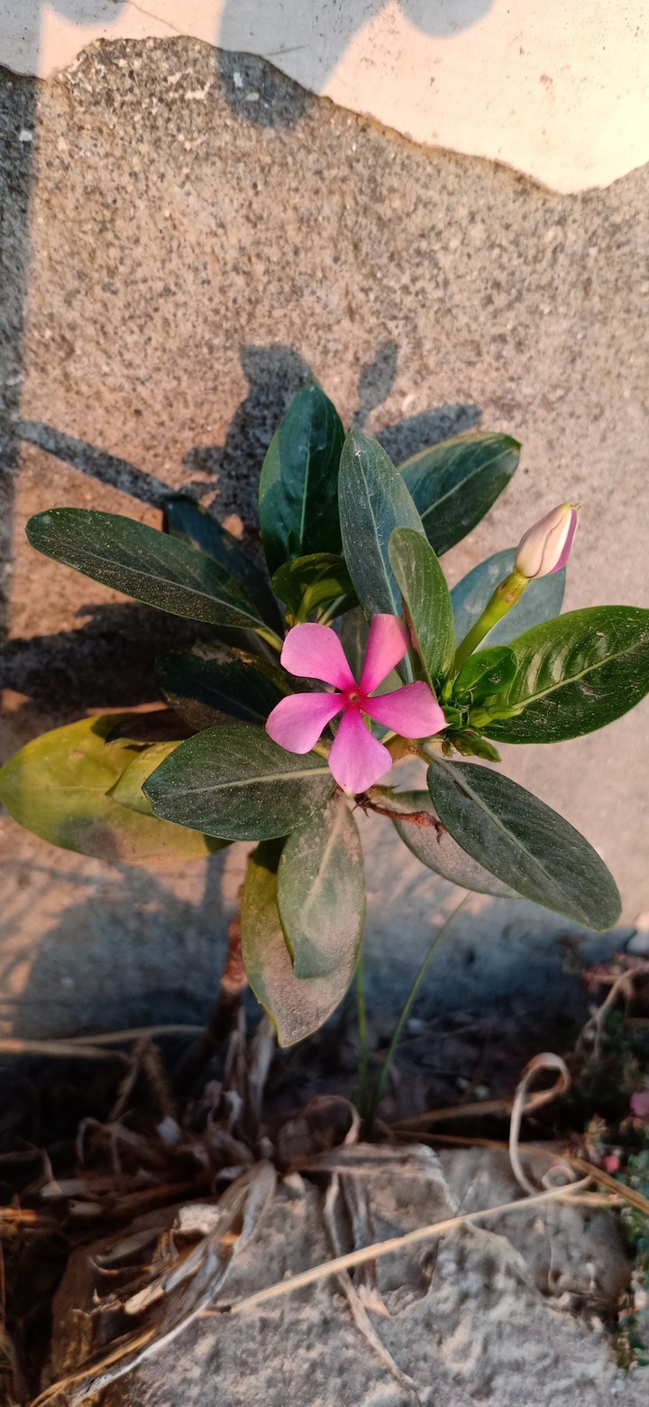 FLOWER 4