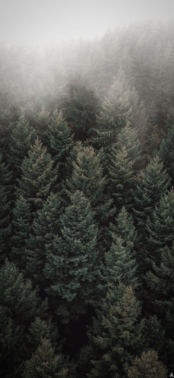 trees