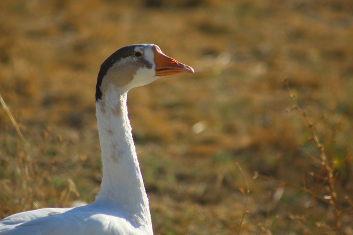 duck