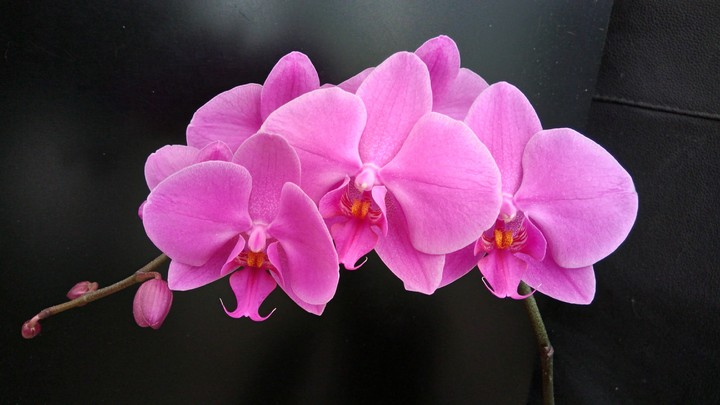 orchids