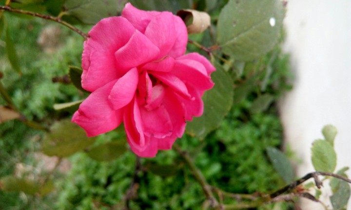 Flower