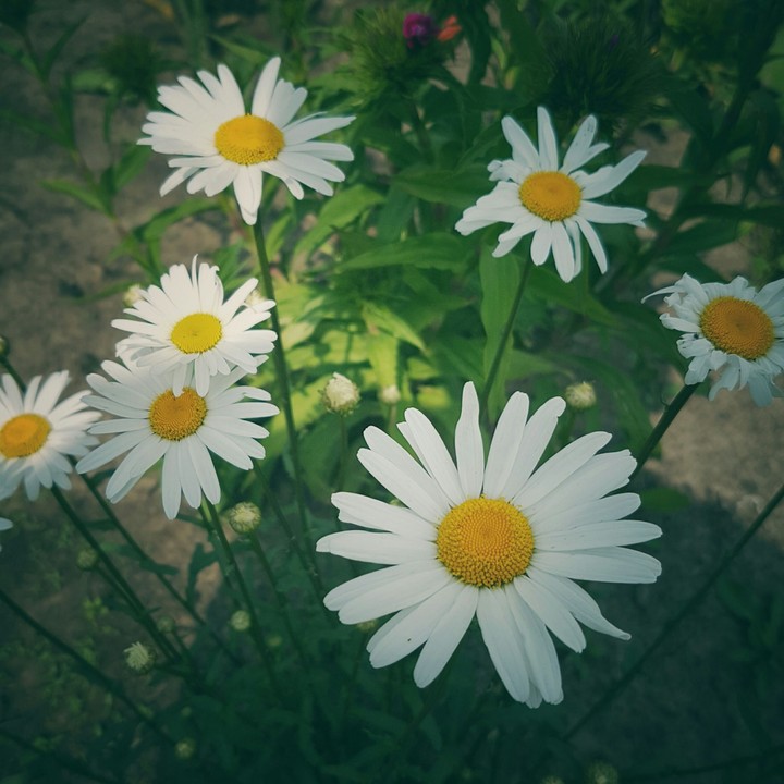 chamomile