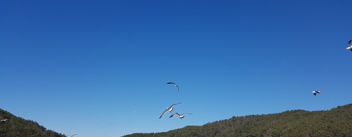 갈매기