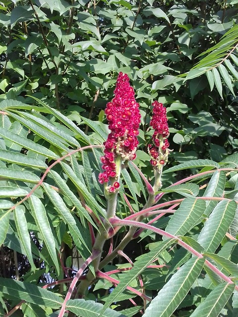 sumac, broomrape वॉलपेपर